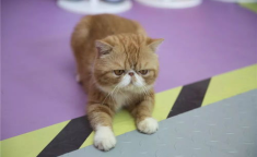 加菲猫小姐姐,萌宠界的时尚达人